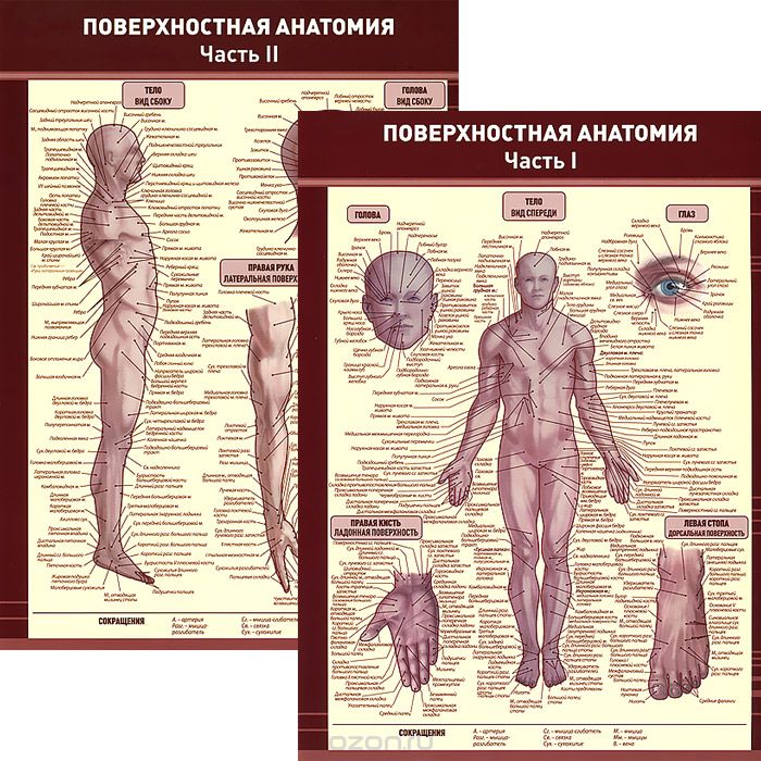 Анатомия и физиология. Плакаты по анатомии человека. Плакаты медицинские анатомические. Анатомические плакаты для массажного кабинета. Наглядные пособия по анатомии.