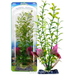 Растение-композиция BLOOMING LUDWIGIA-MALAY CRIP 20см. ЛЮДВИГИЯ-КРИПТОКОРИНА